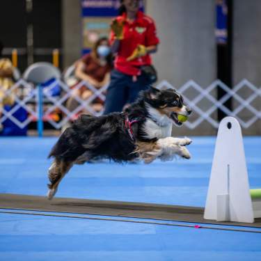 Great American Dog Show agility competition