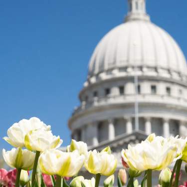 White and pink tulips bloom in the foreground with the Capitol in the background