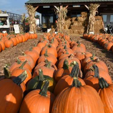 Rows of orange pumpkins sitting outside on top of hay
