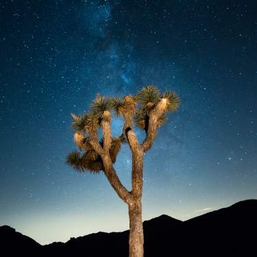 Starry night sky in Joshua Tree