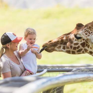 A toddler feeds a giraffe at the Living Desert Zoo & Gardens