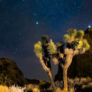 Joshua Tree at Night