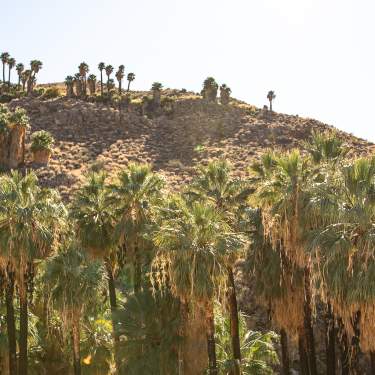 A row of California fan palm trees on the Palm Canyon Trail