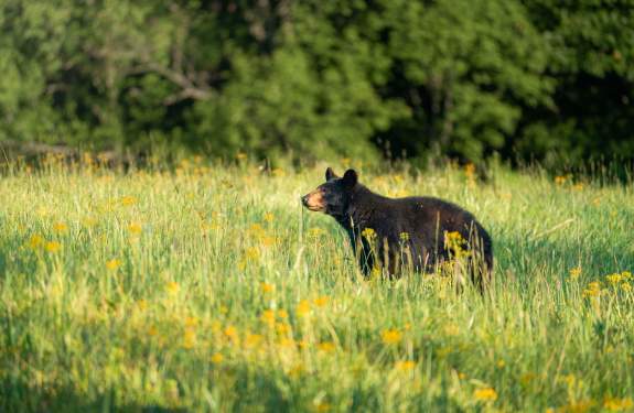 Black Bear in wildflowers