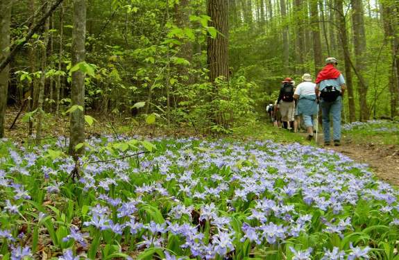 Spring Wildflower Pilgrimage