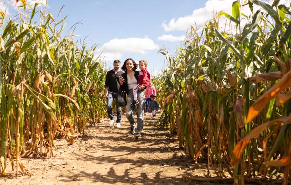 Family running through a Dexter corn maze