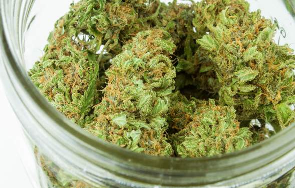 Ann Arbor Cannabis in Jar