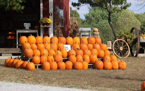 Pumpkin Patches in Elizabethtown