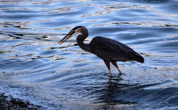A blue heron stands in the water with a small fish in its mouth.