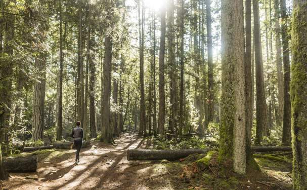 A woman walks along a trail through the forest.