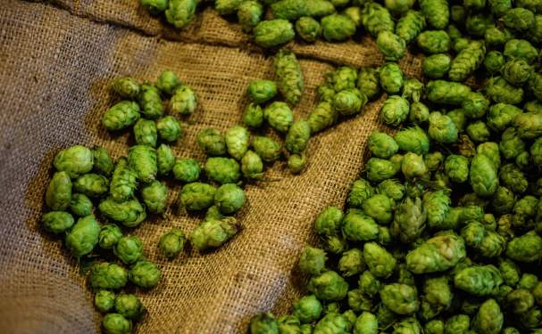 Fresh hops harvested from the farm.