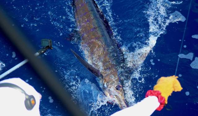 A fisherman reels in a large marlin from the back of a boat in the deep blue ocean.