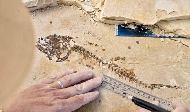 Fossil Hunting & Wild Mustangs: 3-Day Wyoming Road Trip from Salt Lake City