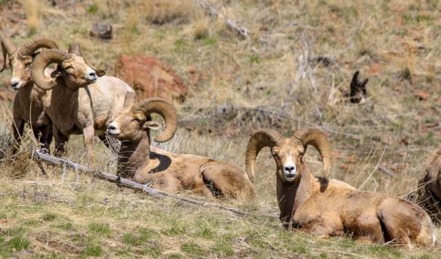 10 Places to Spot Wyoming Wildlife
