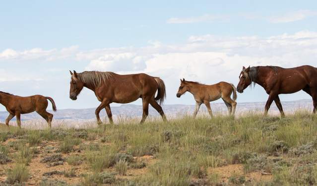 Your Guide to Visiting Wyoming's Wild Horses