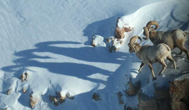 Where to Spot Winter Wildlife in Wyoming