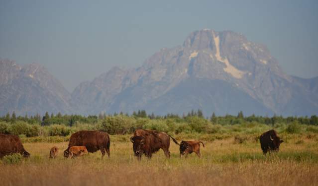 Wyoming Wildlife Safety Tips