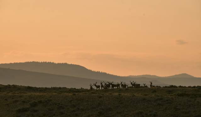 10 Best Places to Spot Wildlife in Wyoming