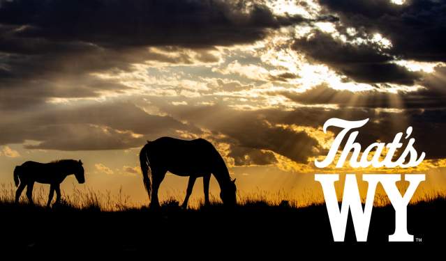 Wild Horses in Wyoming