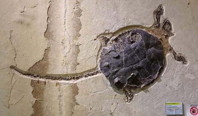 18 of the Best Places in Wyoming to Explore Fossils