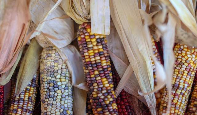 Bardstown Farmers Market