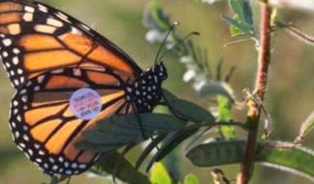 Tagging Monarch