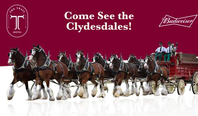 Clydesdales at The Trail Hotel