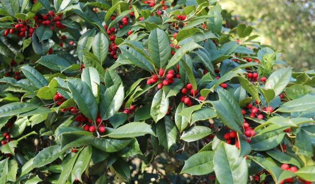 Mid-Week Nature Stroll: Friendship Like the Holly Tree