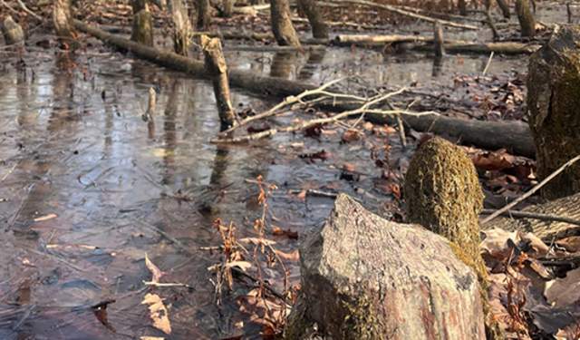 First Sunday Nature Hike