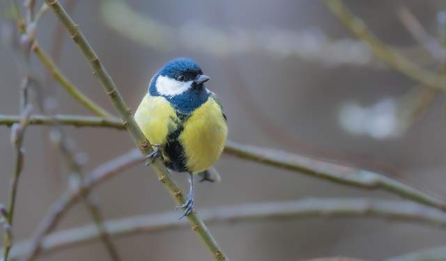 Birding for Beginners