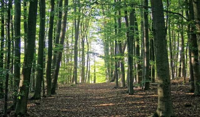 First Sunday Nature Hike: Tales from the Trees