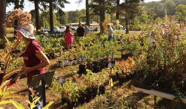Fall Plant Sale