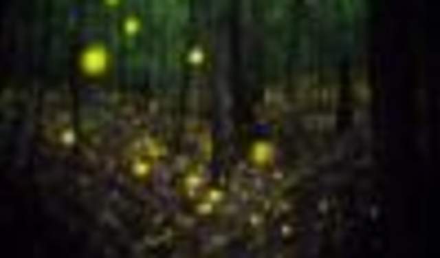 Limited Accessible Firefly Tour