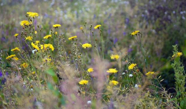First Sunday Nature Hike: Wildflowers & Weeds