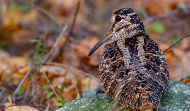 American Woodcock Watch