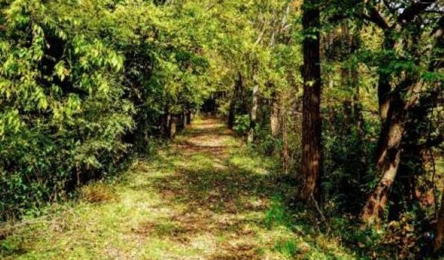 Nature & Forest Therapy