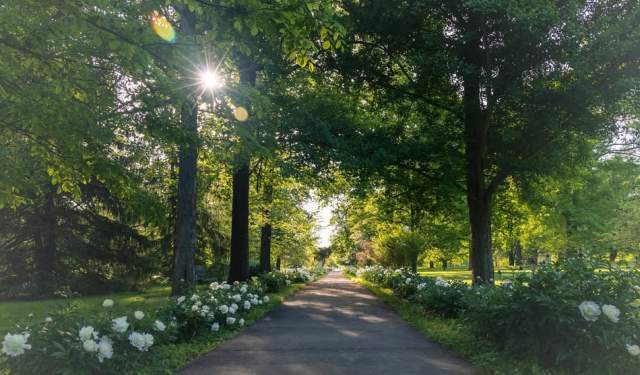 Nature and Forest Therapy