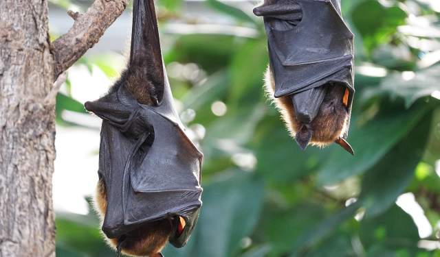 Bats at Bernheim