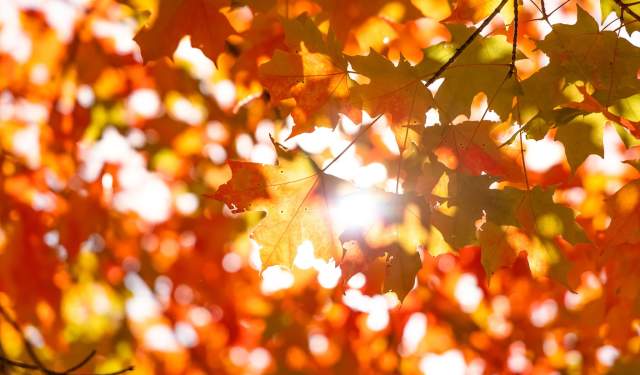 The Turning of the Seasons: A Laudato Si' Series