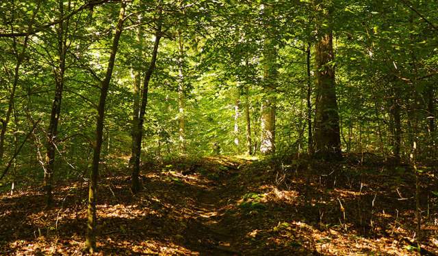 Teenage Homeschool Hike