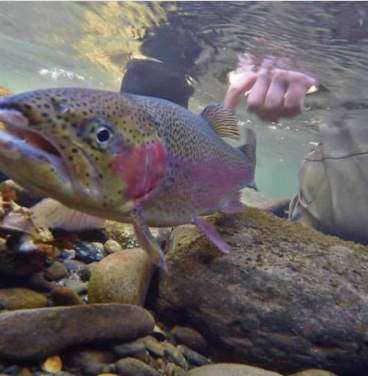 WFS 214 - The Deschutes Angler with Amy Hazel - Trout Fishing, the