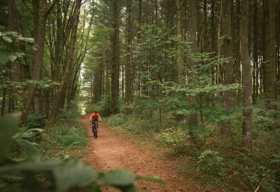 A guy in a red shirt and black helmet rides a mountain bike through a deep green pine-wood forest.