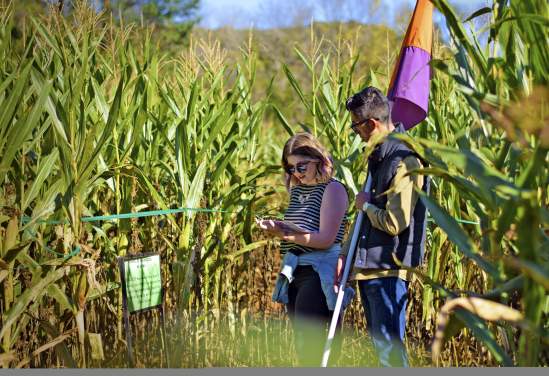 Amazing Maize Maze
