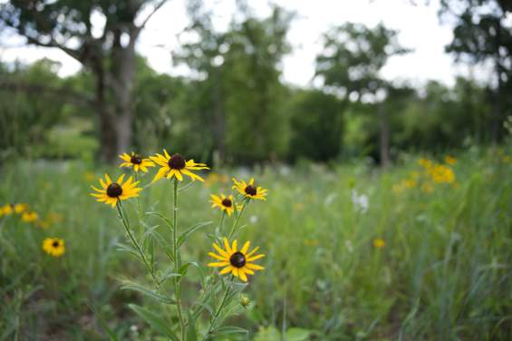 Natural Areas