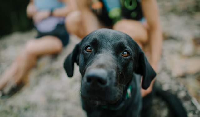 Dog Friendly Hikes in Big Sky