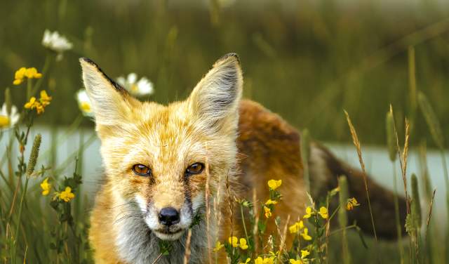 Close up of fox