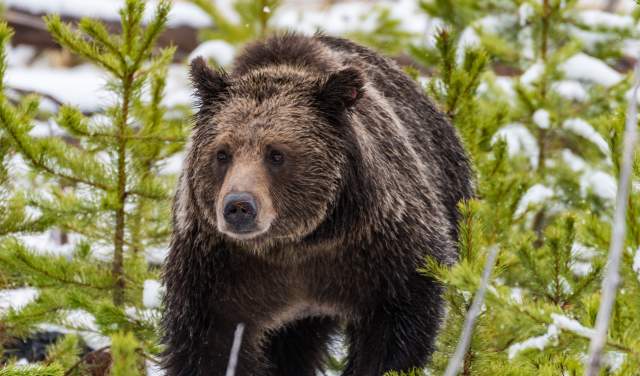 Interesting Facts About Grizzly Bears