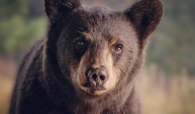 Interesting Facts About Black Bears