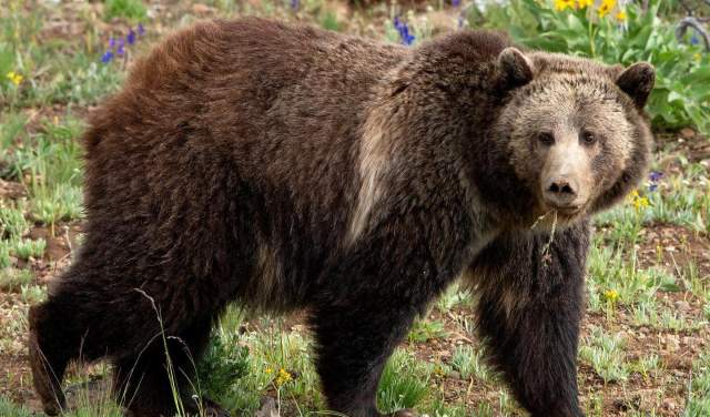 Be Bear Aware in Big Sky Country