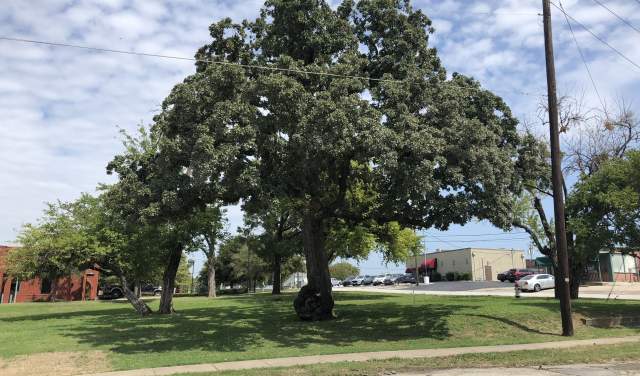 Grapevine Witness Tree